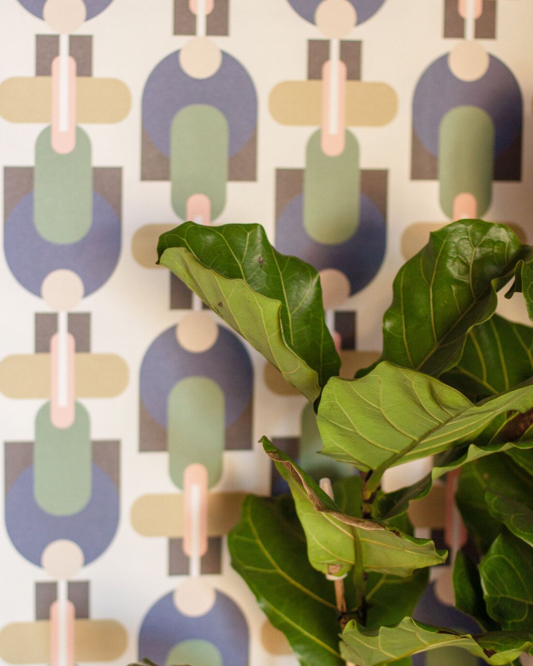 Interior corner with bold mid-century geometric wallpaper in blue, green and tan beside a fiddle-leaf fig